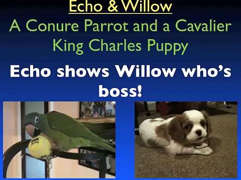 Montaz & Naomi Conure Parrot Echo shows Cavalier puppy dog Willow who’s boss – really funny