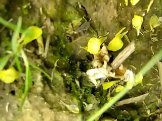 Bee collecting water on soil and weed in canola field