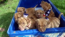 Rednose pitbull / bully puppies