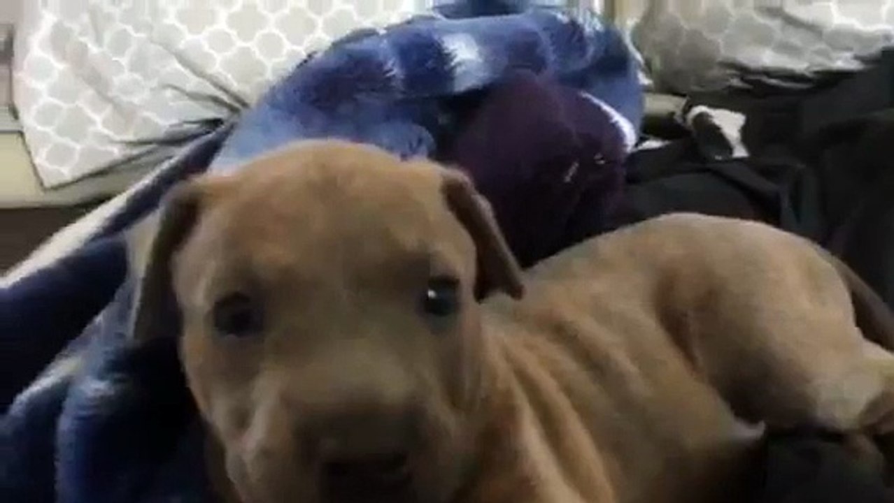 Ce chiot qui hurle est juste trop mignon