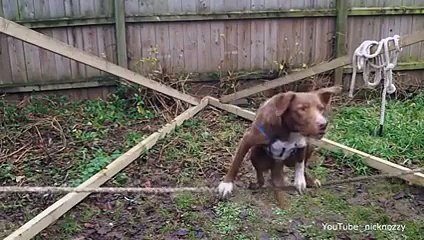 Senden Benden Yetenekli Köpek