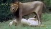 Lions Documentaries Real Confrontattion Lions vs Hyenas National Geographic Animal Documen