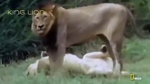 Lions Documentaries Real Confrontattion Lions vs Hyenas National Geographic Animal Documen