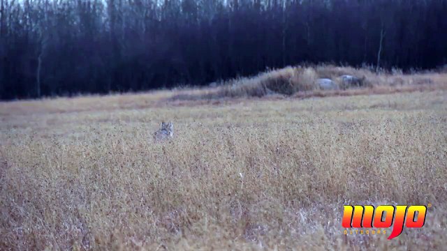 One shot one kill with Mojo Fatal Shot