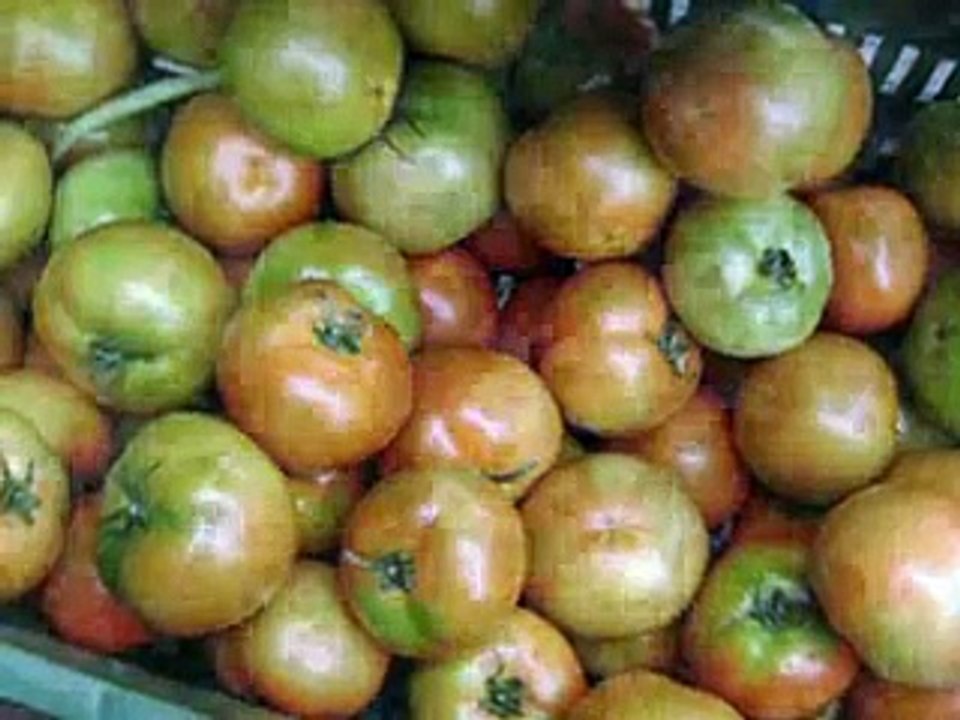 Vida Sana, Comida Sana