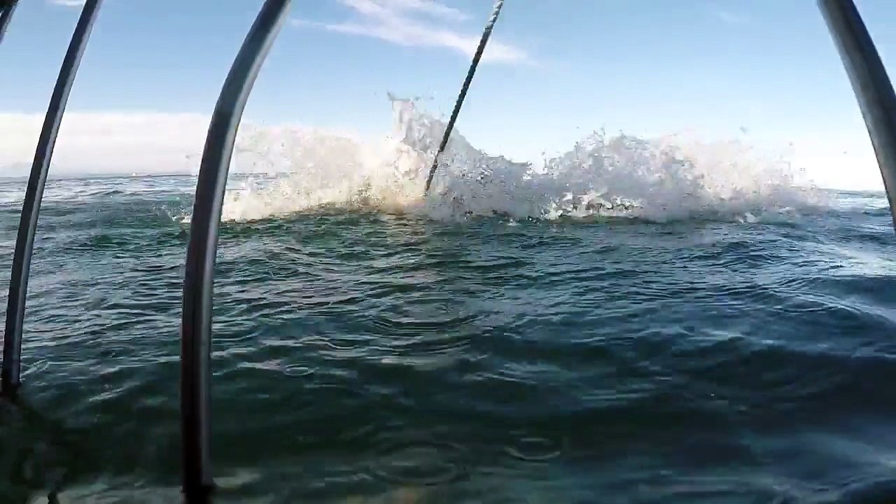 Un requin blanc attaque une cage