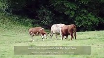 جانوروں کے بھی جذبات ہوتے ہیں (خوبصورت ویڈیو دیکھیں)