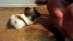 Shih Tzu Puppy Bella 11 weeks old doing tricks!