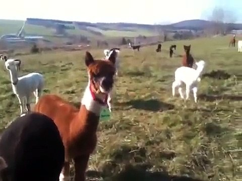 Les femelles alpagas et leurs Crias curieuses