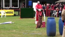 Malinois Welpen nach belgischen Ringsport Champion für Dienst und Schutzhunde-Sport IPO Mondioring