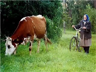 Music from Bucovina Region