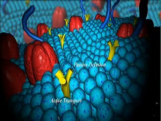 CisPlatin: Mechanism of Action (Old - SD)