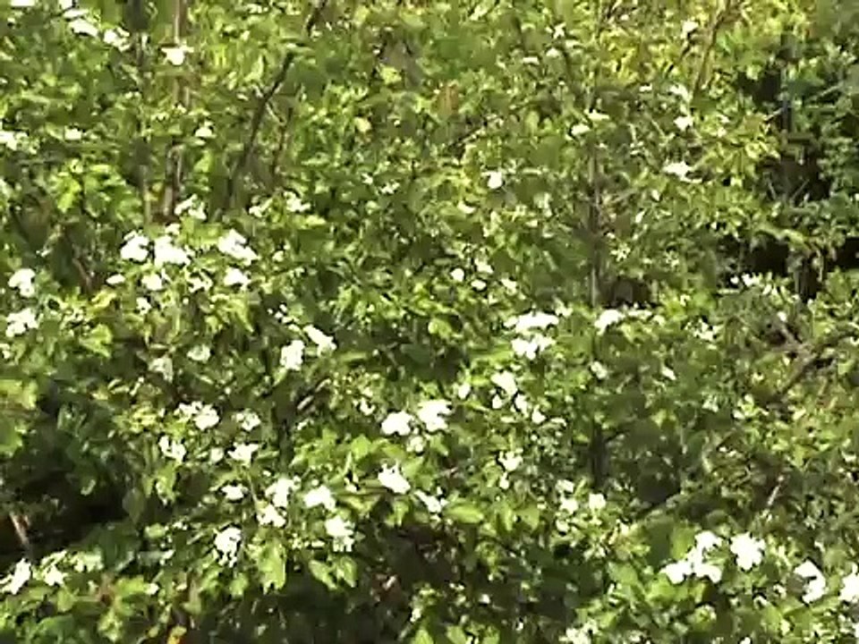 honey bees glog