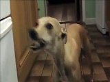 Dog eating peanut butter