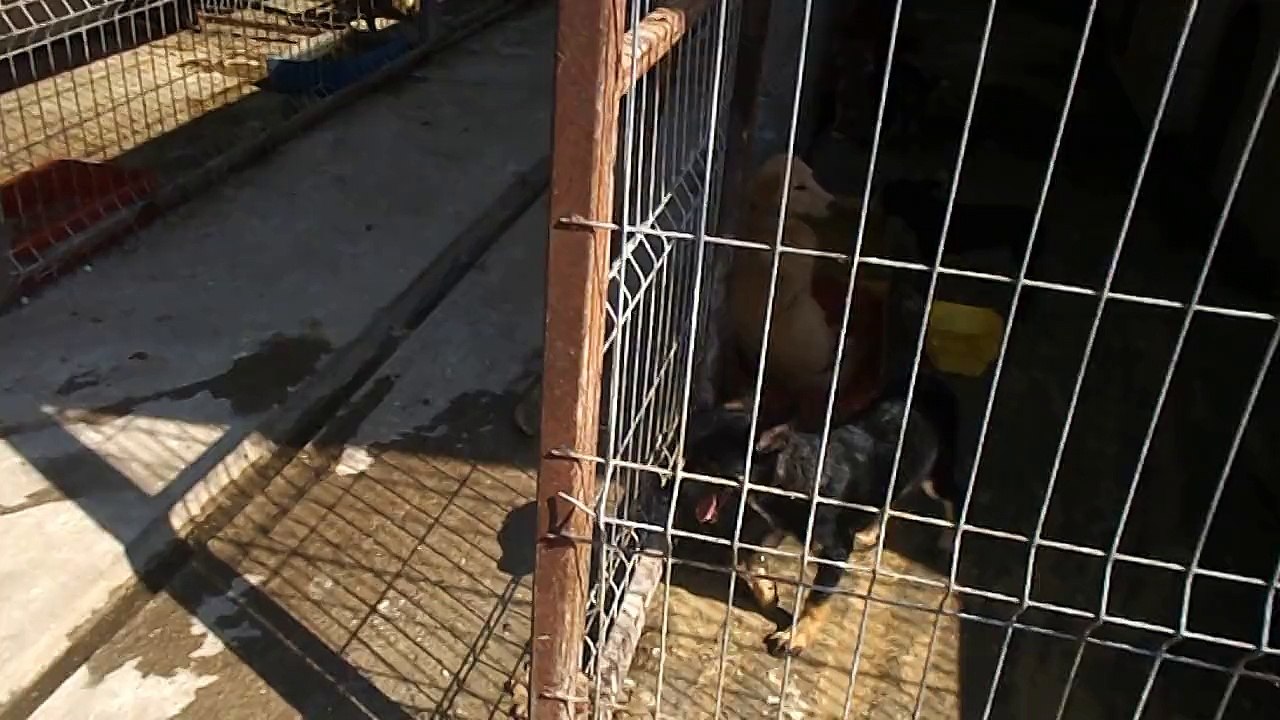 PS Bacau puppy 1