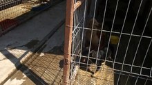 PS Bacau puppy 1