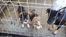 PS Bacau puppy 3