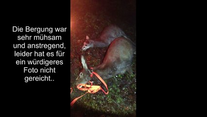 Rotwildfieber - Jagd ist Leidenschaft - Rotwildjagd mit Erfolg