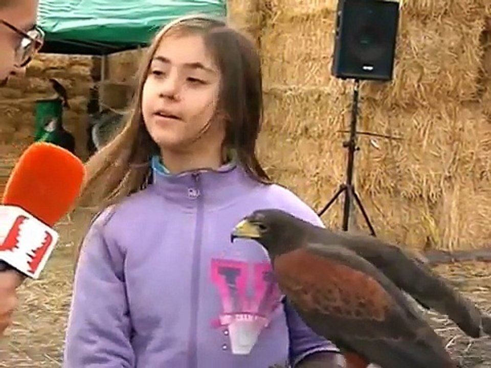 VI Jornadas Cetrería de Andalucía en Antequera