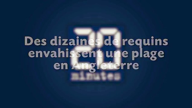 Plusieurs dizaines de requins envahissent les plages anglaises