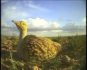 Houbara bustard nesting