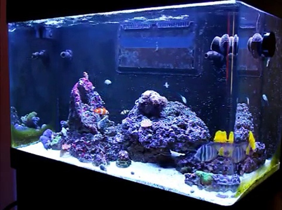 Red Sea Max 250 Marmara Deniz Akvaryumu