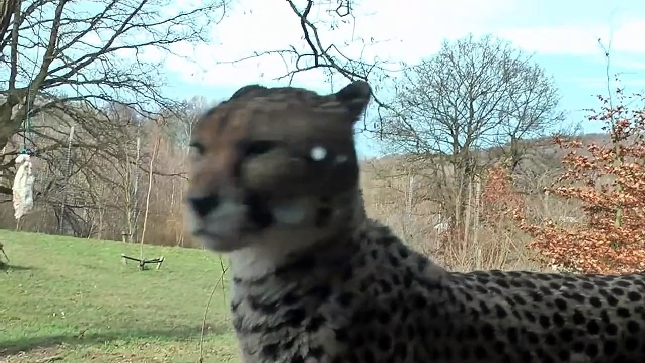 CHEETAH