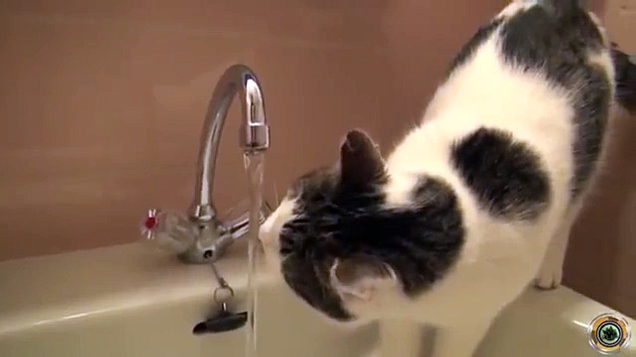 funny cats besta