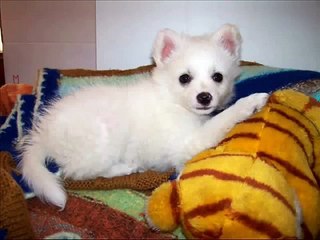 buon compleanno kyra