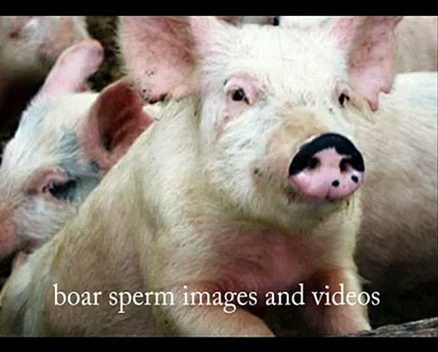 boar sperm images and videos