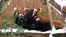 Red Panda Cubs First Snow