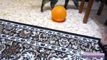 Cat, ball, and the laws of physics / Кот, шарик и законы физики