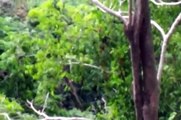 Howler Monkeys Howling and Swinging in Costa Rica Rainforest