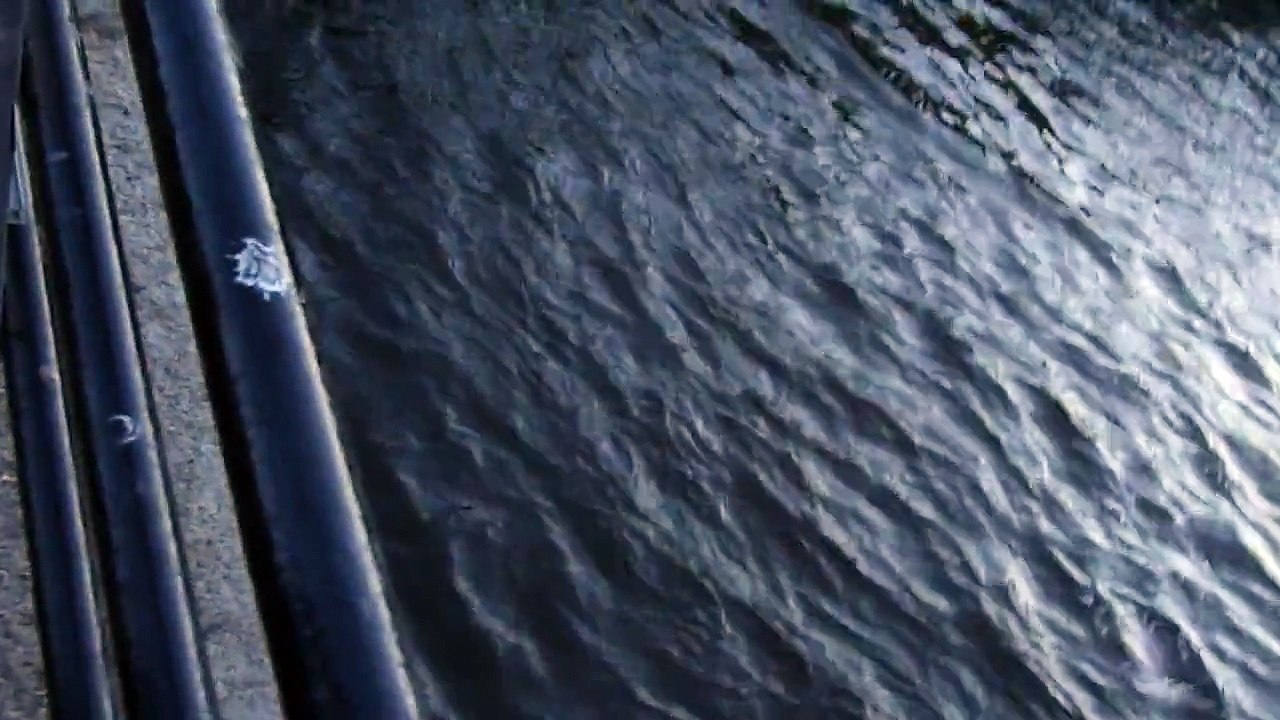 Murmuration of Starlings