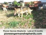 Wolf Colored German Shepherd Luke - NOT wolf hybrid or wolfdog - sable old fashioned GSD dog