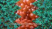 FRAGGING CORALS - Zooanthids, Mushrooms, SPS, LPS, Leather & other Coral Frags for the Reef Aquarium