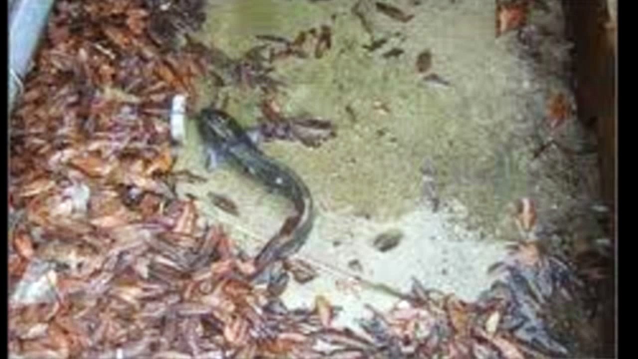 Cuentos,Mitos Y Leyendas De Honduras.