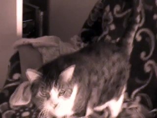 Ennio Morricone - Le Professionnel