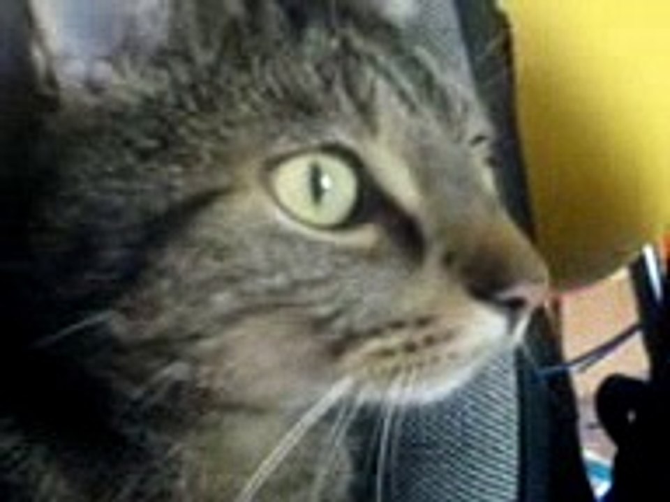Karlie the cat ^^