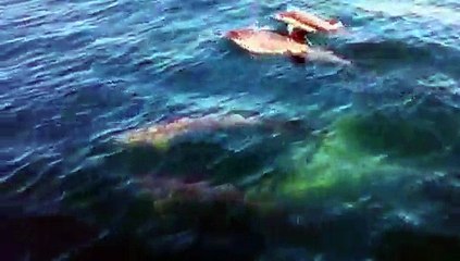 Dolphins, Whales & Shark shot on iPhone 4 in Santa Monica Bay