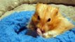 Teddy Bear Hamster, Cute Hamster, Golden Hamster, Syrian Hamster, washing hamster