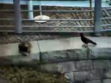 Cat vs. Crow.... crow steals mouse from cat!