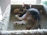 Siberian Kittens 4-5 Months