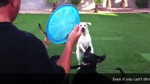 Easy Frisbee Dog Training | Sit Means Sit