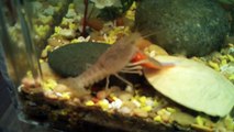 Crayfish dismantles the feeder fish and eaten it ALIVE!!