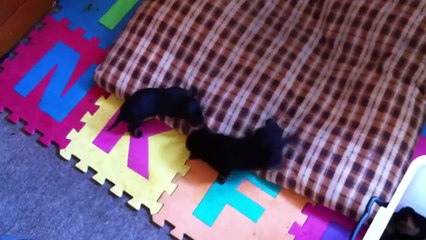 Father Rottweiler and His Puppies