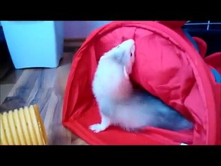 Frettchen als Haustiere