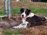 Blue Merle Border Collie Tom Selleck, is Single and Available for Adoption