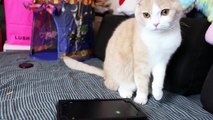 Scottish Fold VS Tablet スコティッシュフォールド対タブレット