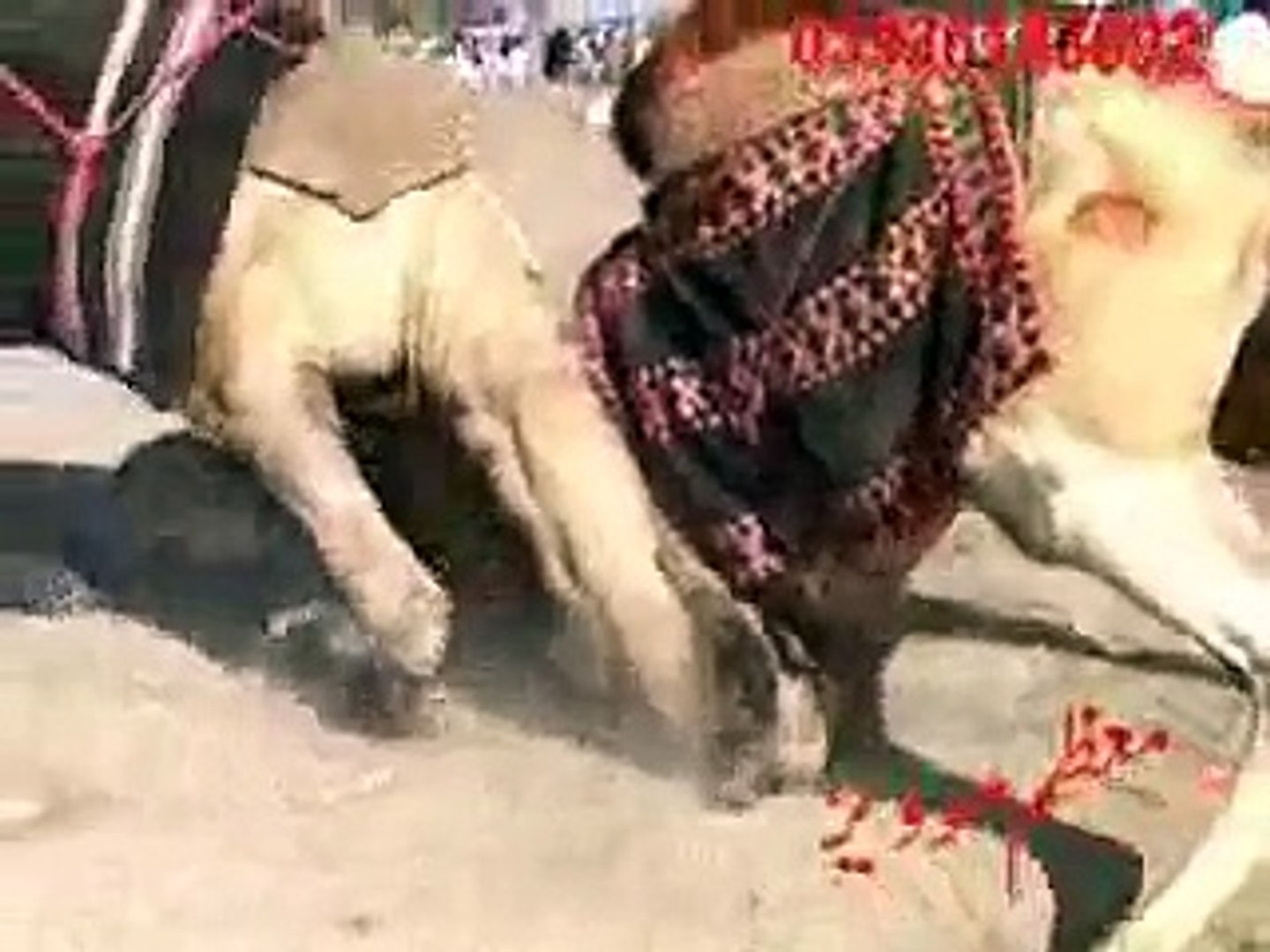 two camels are fighting